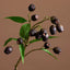 Olea Gum Nut Spray