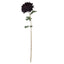 Chrysanthemum Stem - Deep Purple
