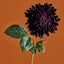 Chrysanthemum Stem - Deep Purple