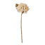 Hydrangea Stem - Cream
