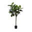 Rubber Tree - 150cm