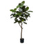 Rubber Tree - 180cm