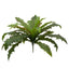 Margarintum Fern Bush