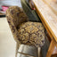 Austin Counter Stool - Ginger Jacquard