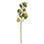 Pear Stem