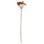 Allium Stem