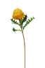 Banksia Stem
