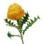 Banksia Stem