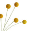 Billy Buttons Spray