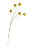 Billy Buttons Spray
