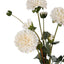 Pompom Dahlia Stem Bundle