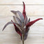 Amaranthus Spray - Burgundy