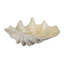 Decorative Clam Shell