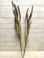 Giant Foxtail Grass Spray - Wine