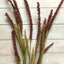 Giant Foxtail Grass Spray - Wine