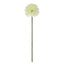 Kiku Stem - Green