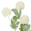 Kiku Spray - Cream