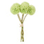 Kiku Bunch - Green