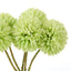 Kiku Bunch - Green
