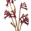 Kangaroo Paw Spray - Red