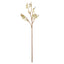 Kangaroo Paw Spray - Green