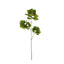 Smoke Bush Spray - Green