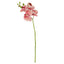Phalaenopsis Orchid  - Burnt Orange