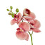 Phalaenopsis Orchid  - Burnt Orange
