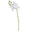 Phalaenopsis Orchid  - White 88cm