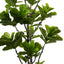 Fiddle Tree - 70x210