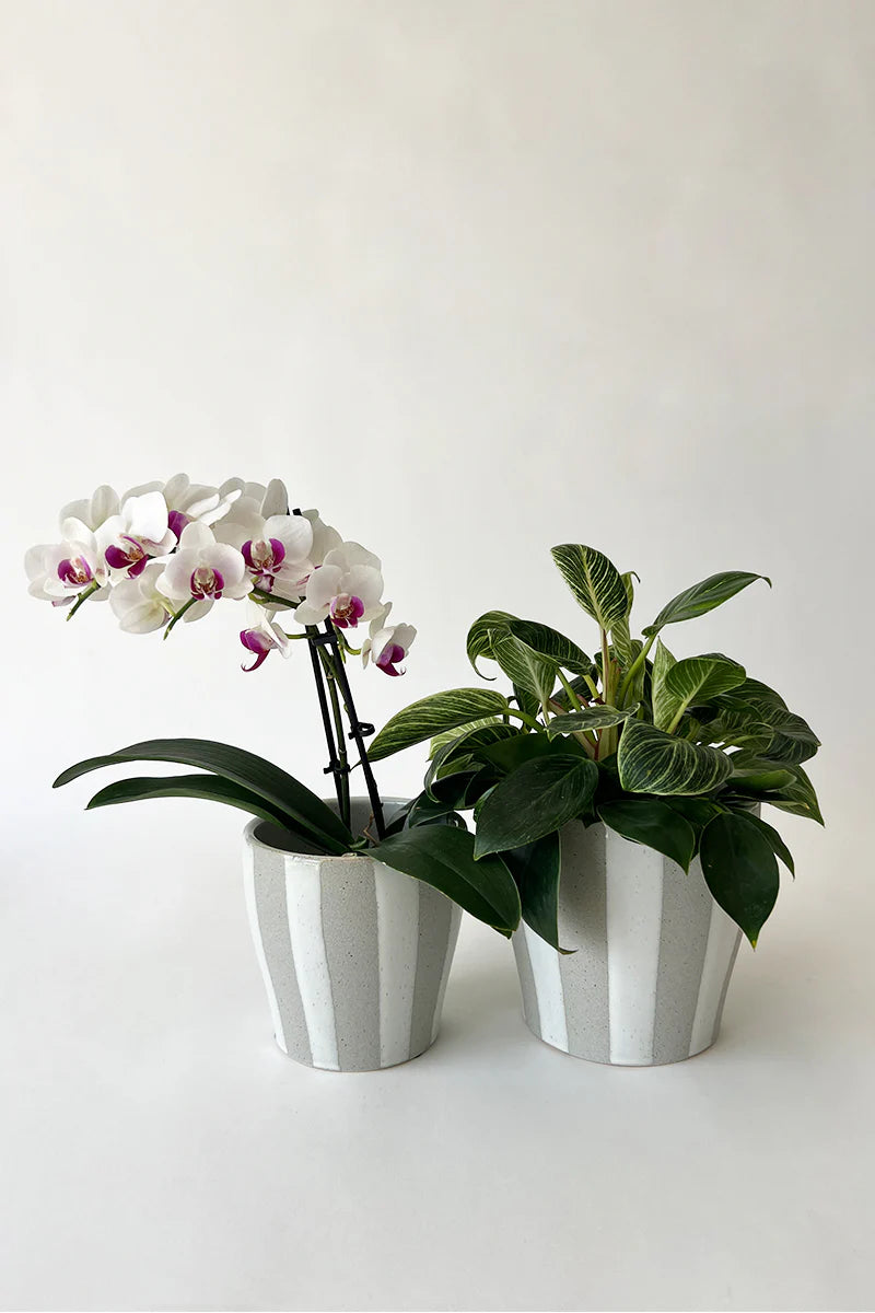 Aster Striped Pot - Small – Loft Furniture NZ