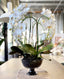 Phalaenopsis Orchid Bowl – White & Glass 69cm