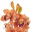 Cymbidium Spray - Orange