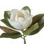 Magnolia Grandiflora - White 71cm
