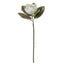 Magnolia Grandiflora - White 71cm