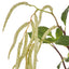 Hanging Amaranthus Spray - Cream