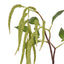 Hanging Amaranthus Spray - Green