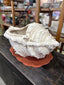 Conch Shell Pot - White
