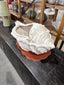 Conch Shell Pot - White