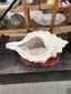 Conch Shell Pot - White