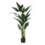 Sky Bird Plant - 3 Sizes