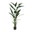 Sky Bird Plant - 3 Sizes