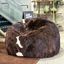 Sheepskin Beanbag - Natural Black