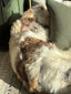 Sheepskin Beanbag - Lhasa