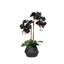 Phalaenopsis Plant - Maliah Pot 48cm
