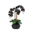 Phalaenopsis Plant - Maliah Pot 60cm