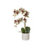 Phalaenopsis Orchid Pot - 56cm