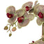 Phalaenopsis Orchid Pot - 56cm