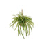 Boston Fern - Laos Hanging