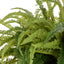 Boston Fern - Laos Hanging